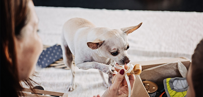 Cachorro cheirando osso de brinquedo